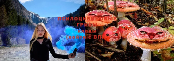 прущие грибы Каменск-Шахтинский